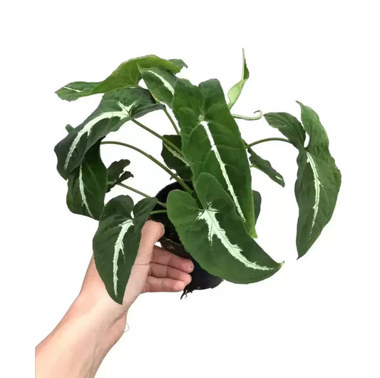 Syngonium Wendlandii - Syngonium black Velvet plant Good