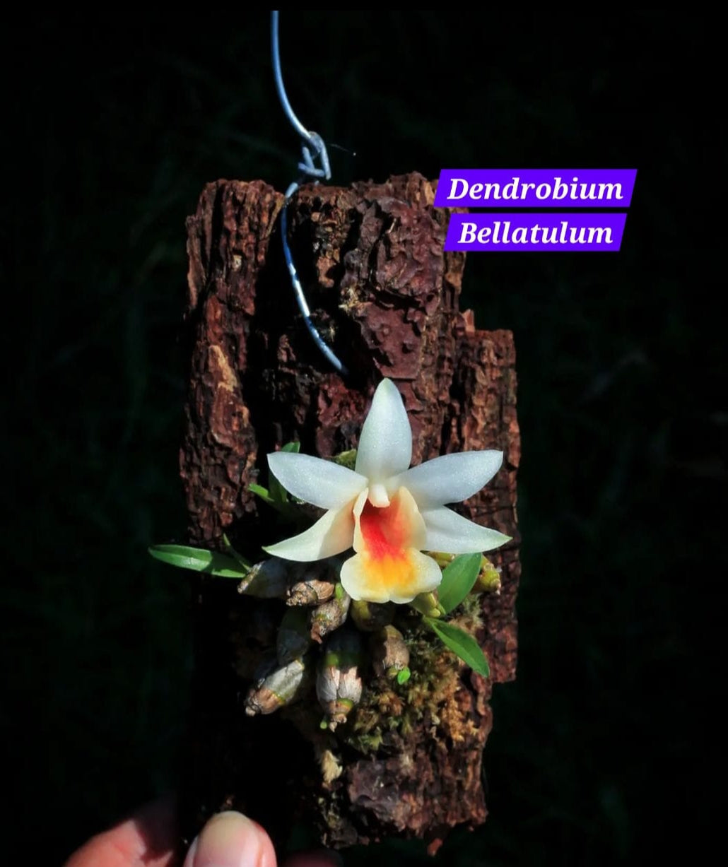 Dendrobium Bellatulum