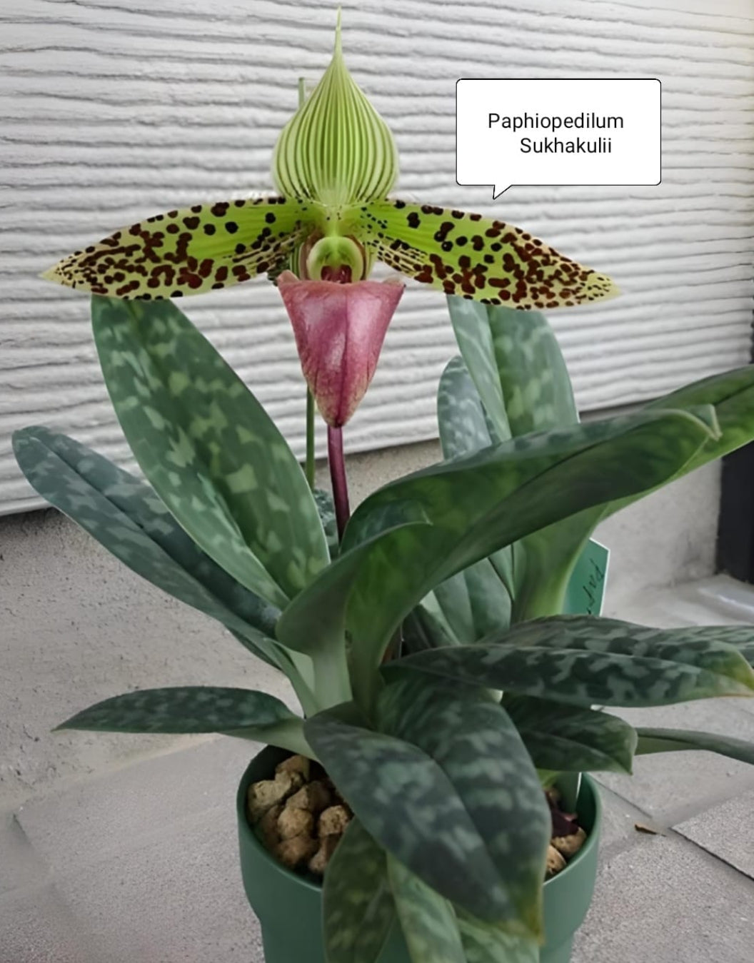 Paphiopedilum Sukhakulii