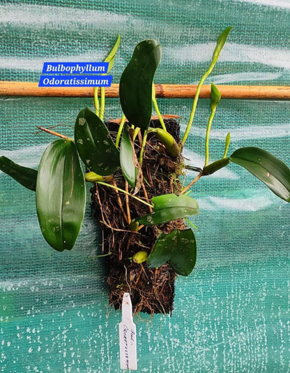 Bulbophyllum Odoratissimum