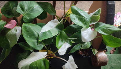 White princess philodendron plant