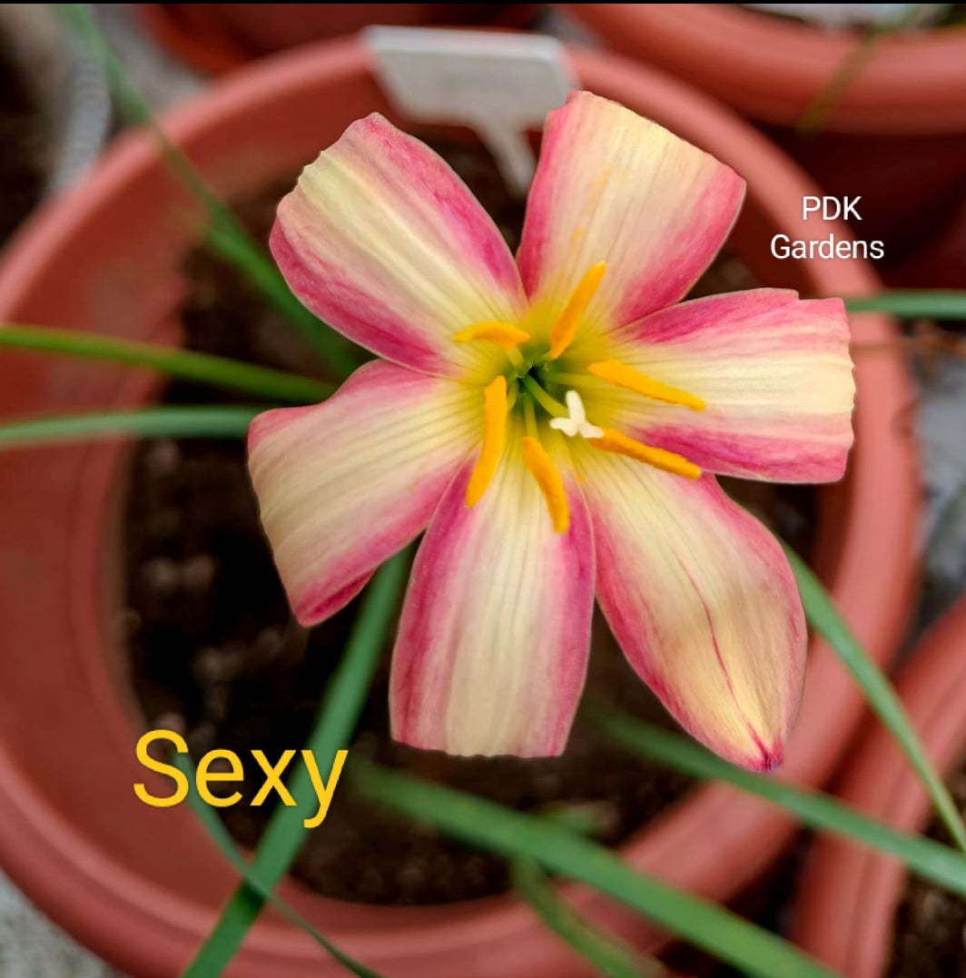 Sexy rain Lily bulb