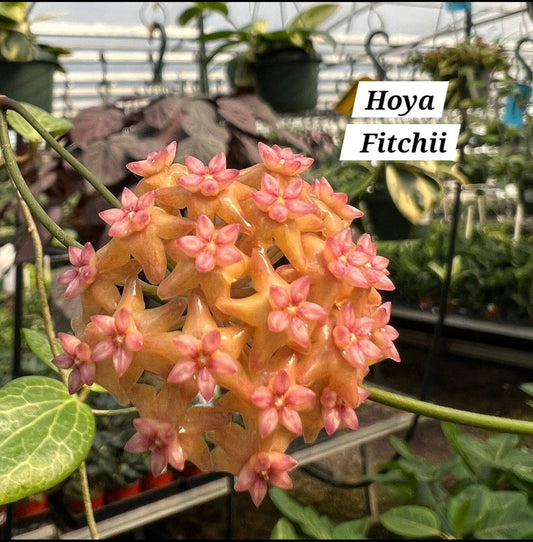 Hoya Fitchii