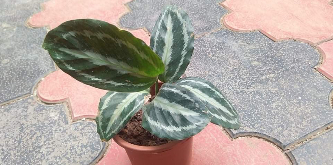 Calathea 7