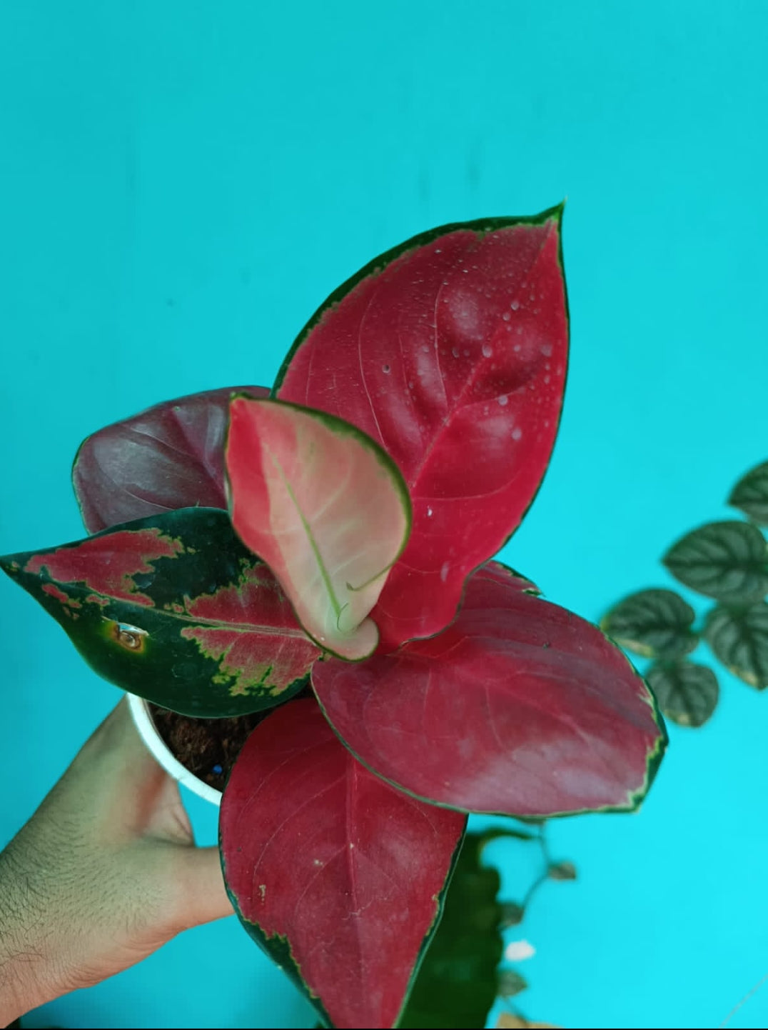 Aglaonema  Jaipong Red (Not tissue Indoor plants)