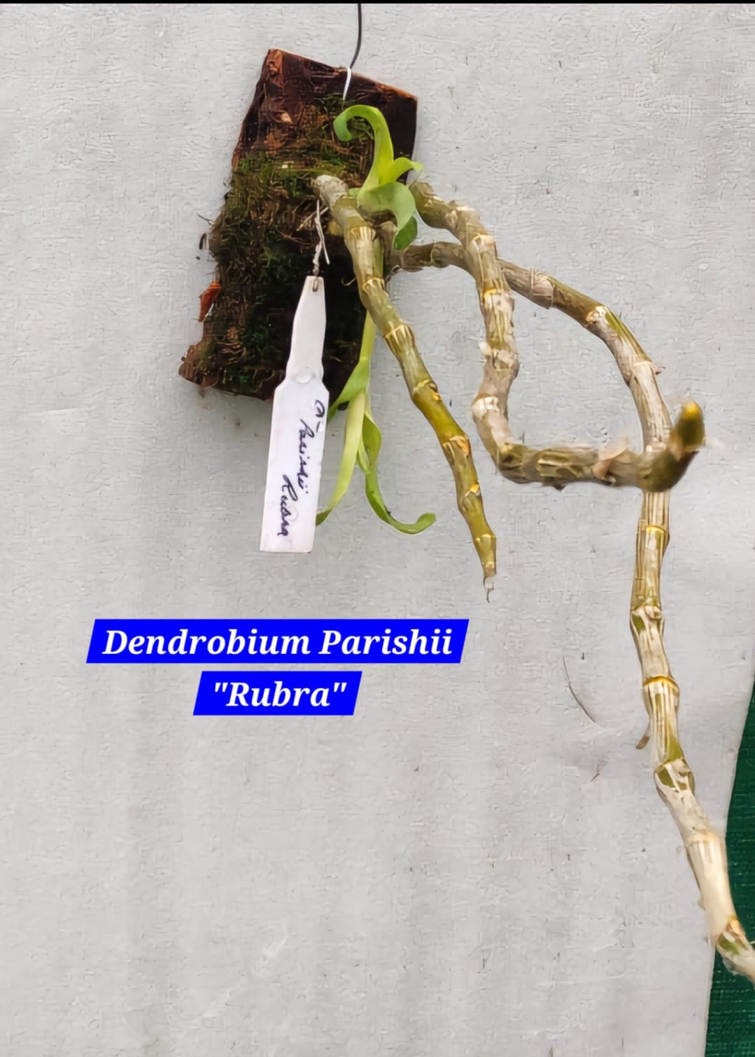 Dendrobium Parishii (Rubra)