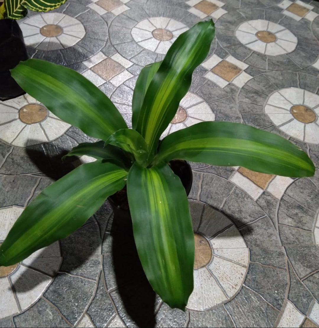 Dracaena Messangeana (Semishade plant)