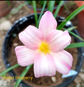 Sweet strawberry rain Lily bulb