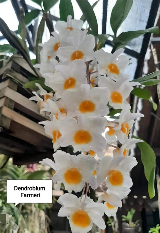Dendrobium Fermeri