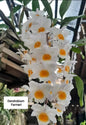 Dendrobium Fermeri