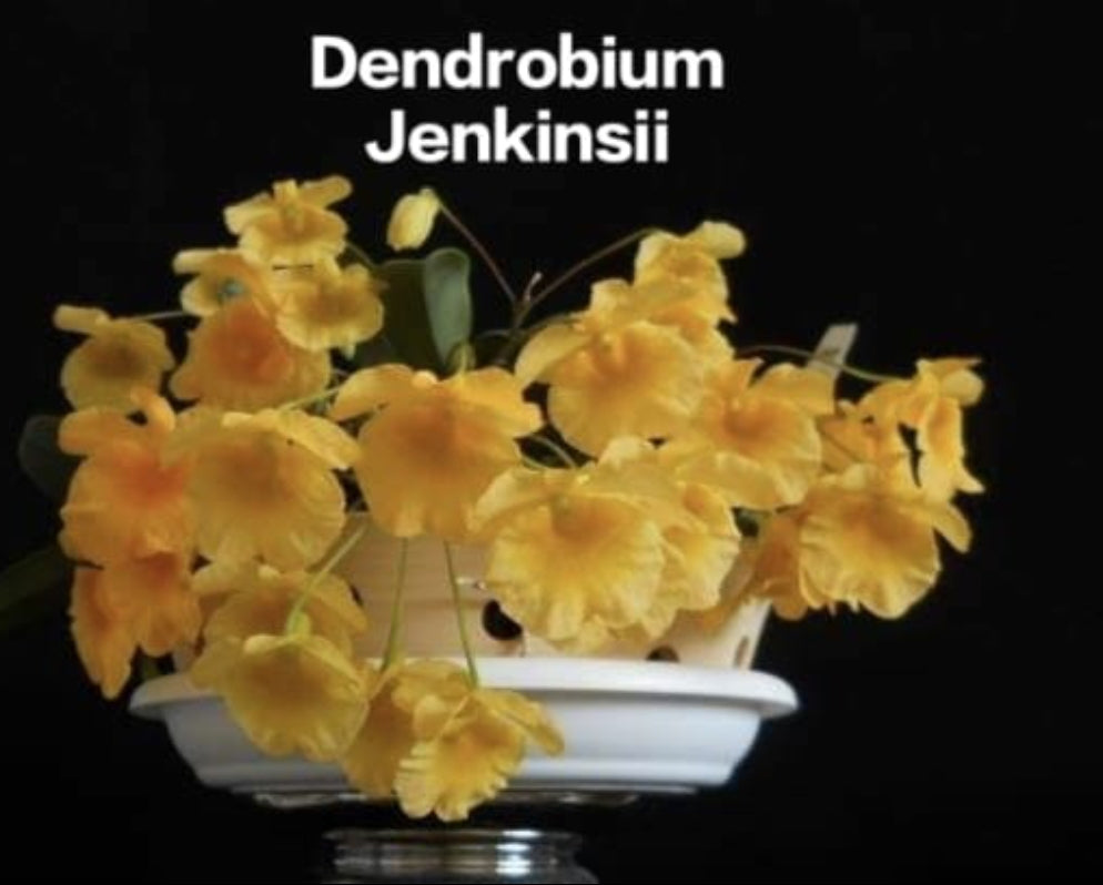 Dendrobium hancockii