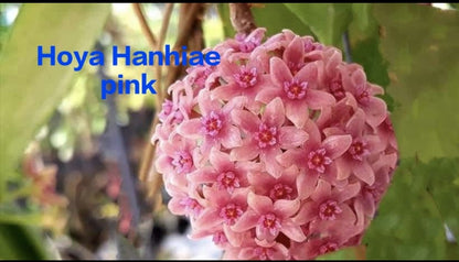 Hoya Hanhiae Pink