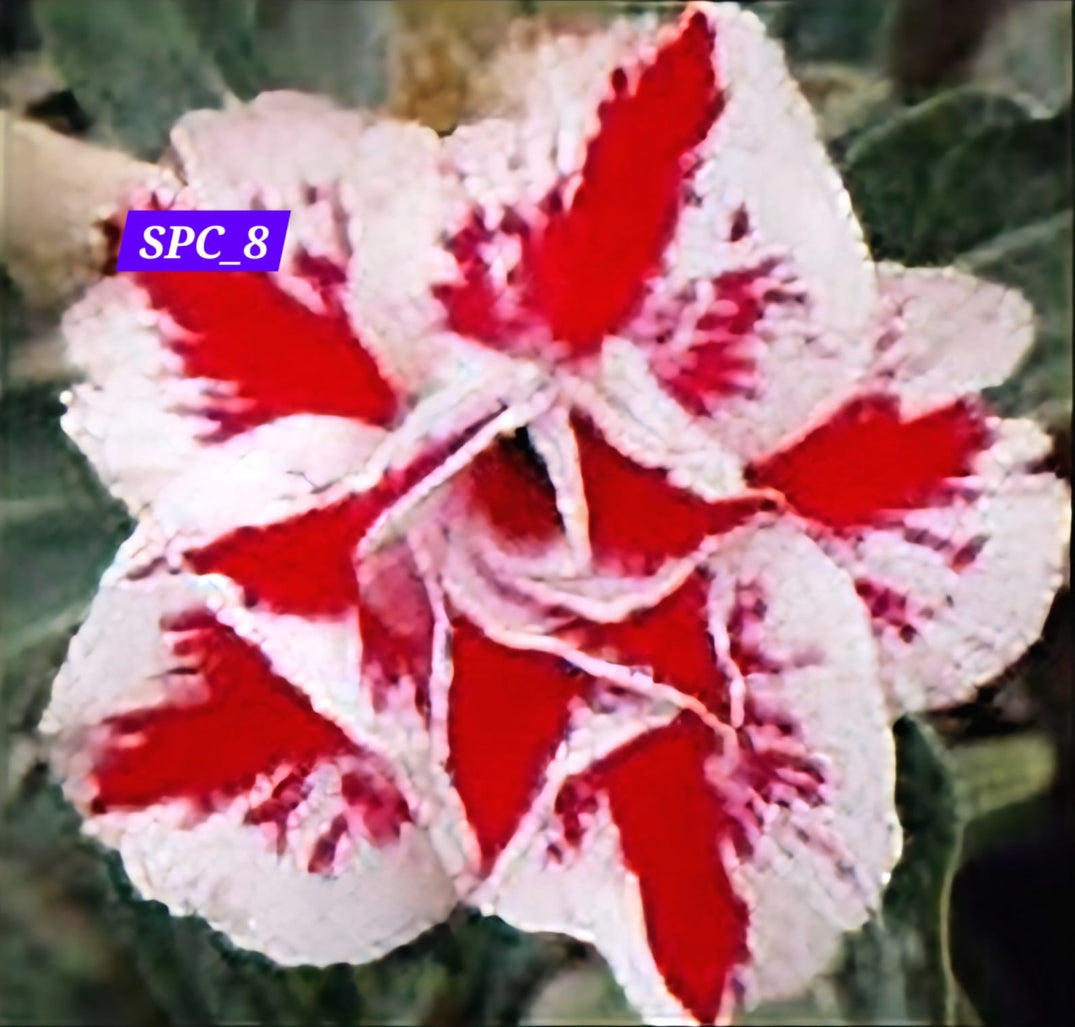 Adenium  white red 8