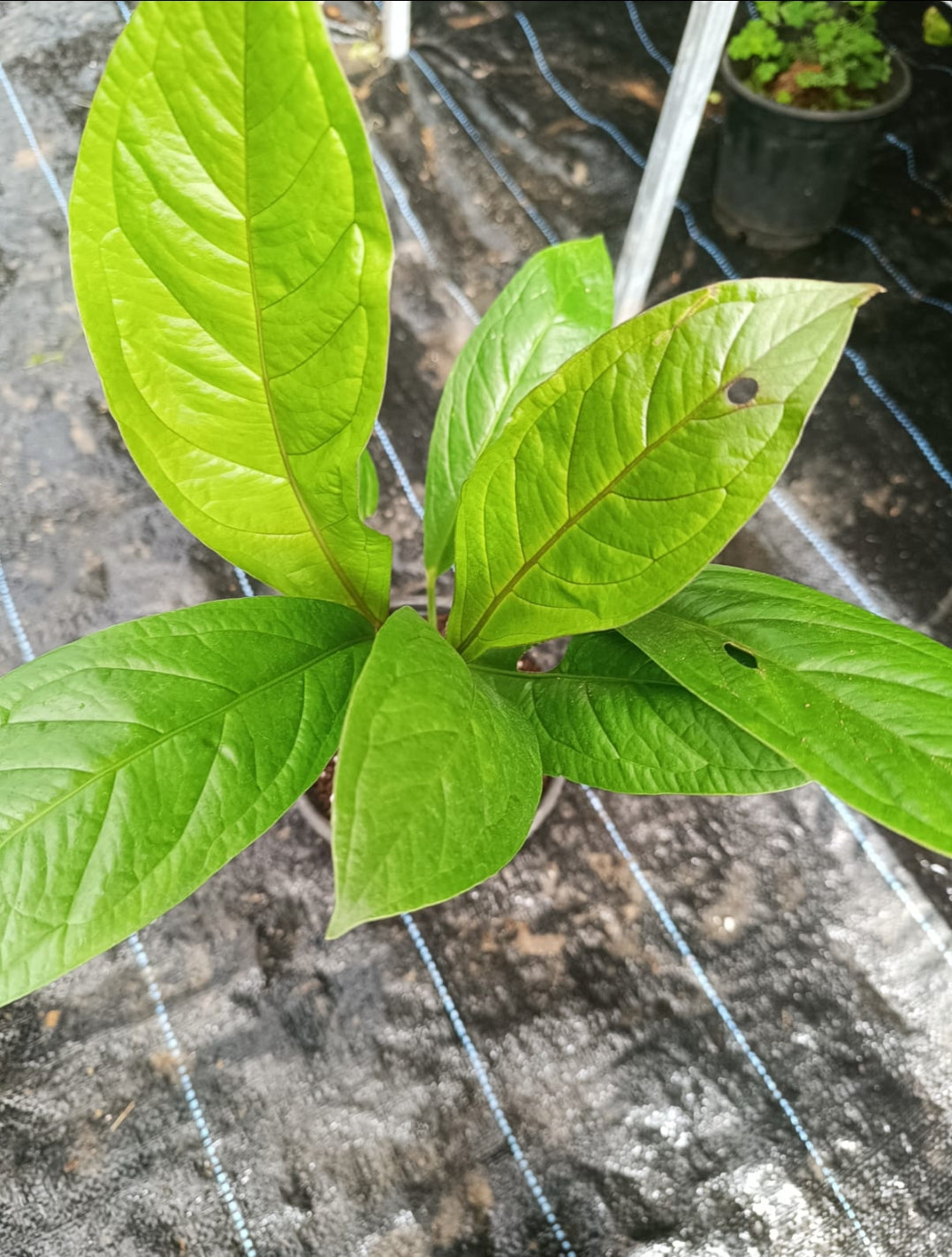 Anthurium Red Flag plant