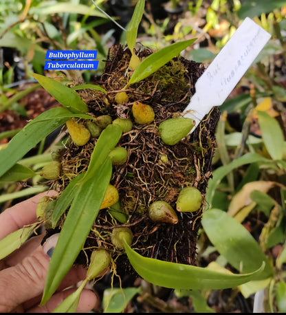 Bulbophyllum Tuberculatum