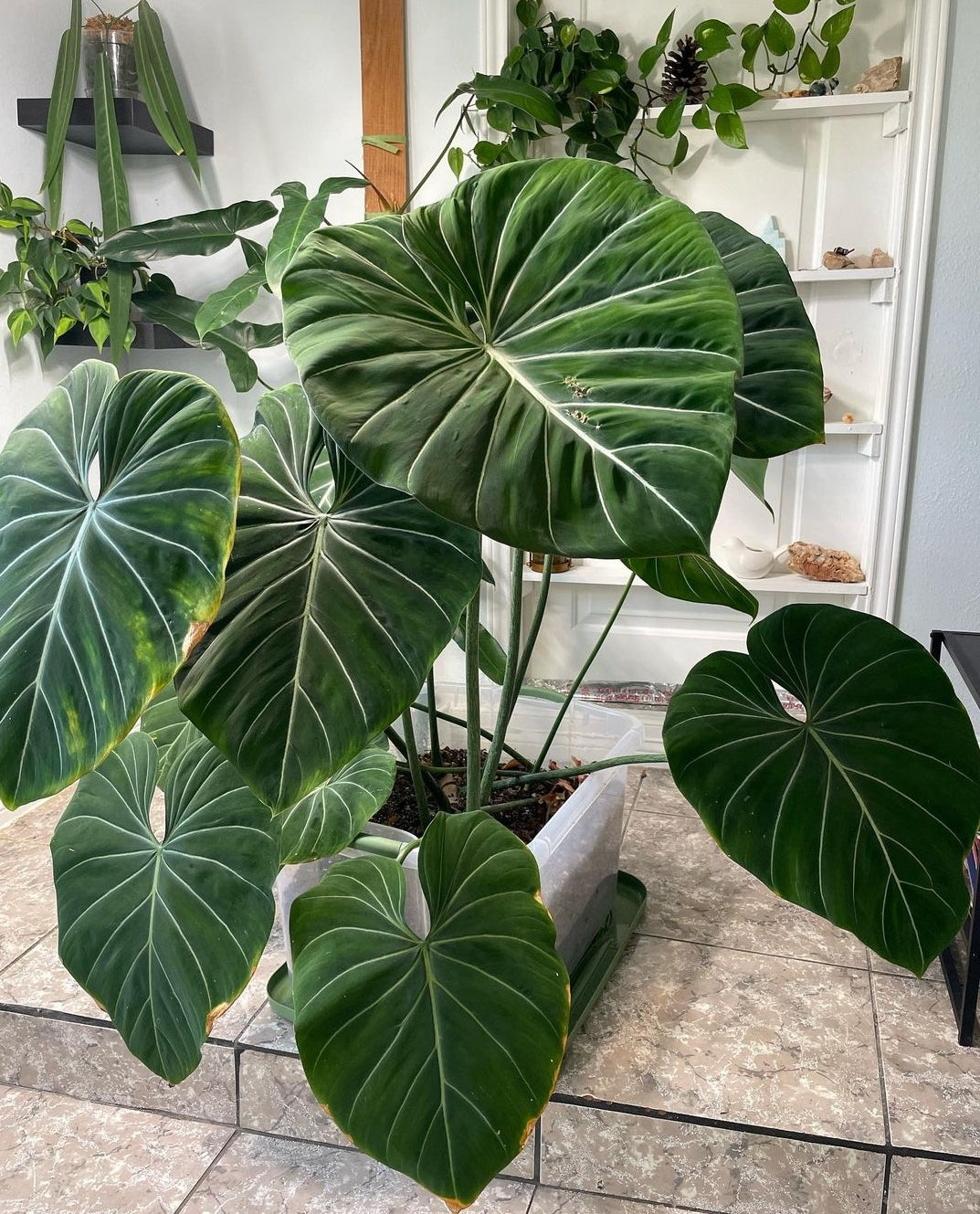 Philodendron - Gloriosum plant