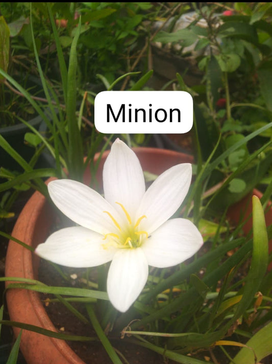 Minion Rain Lily bulb