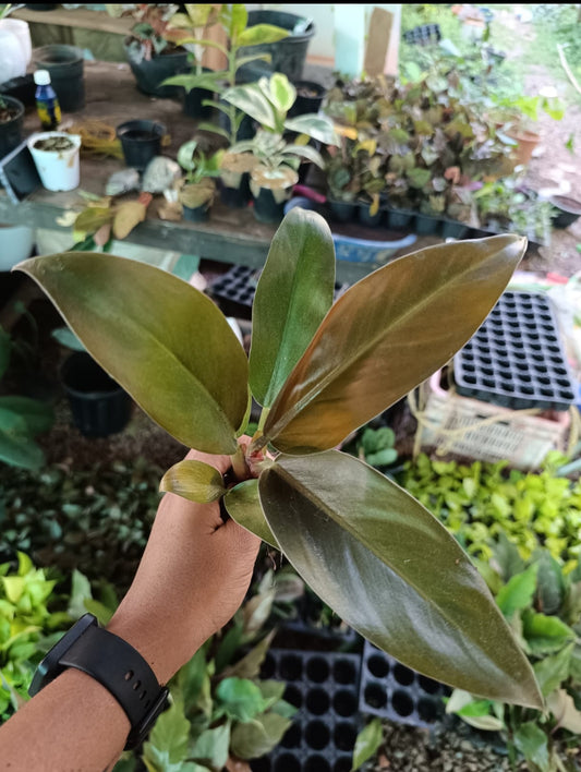 Philodendron Cherry Red plant