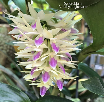 Dendrobium Amethystoglossum