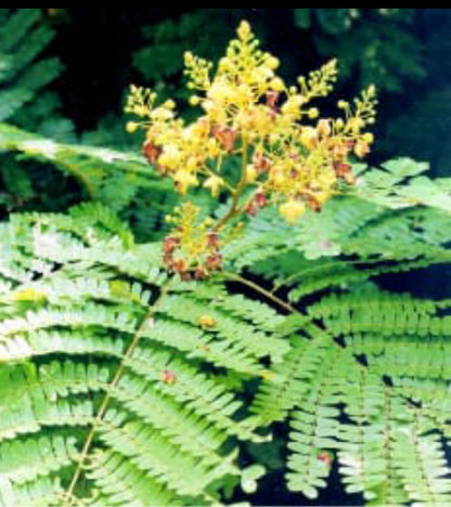 Pathimugham flowering Tree