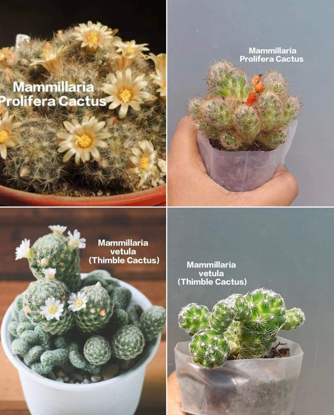 Mammillaria Vetula (Thimble Cactus)