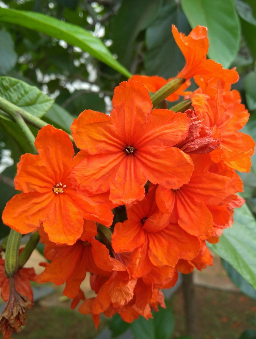 Scarlet Cordia flowering tree