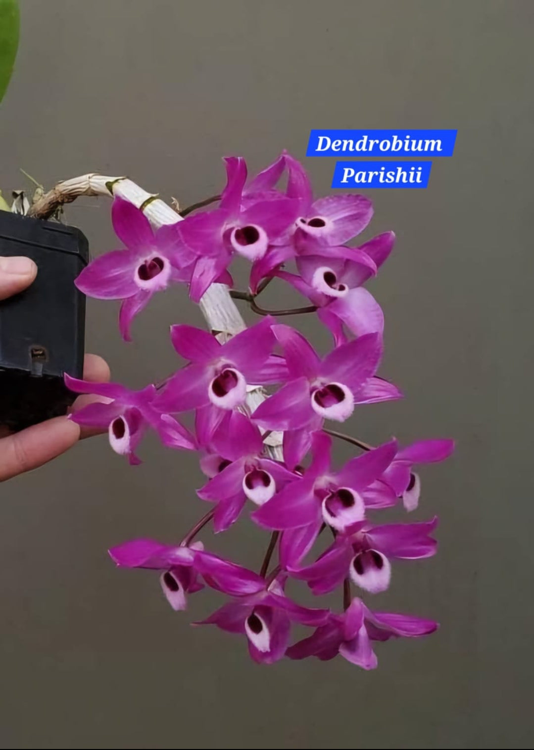 Dendrobium Parishii