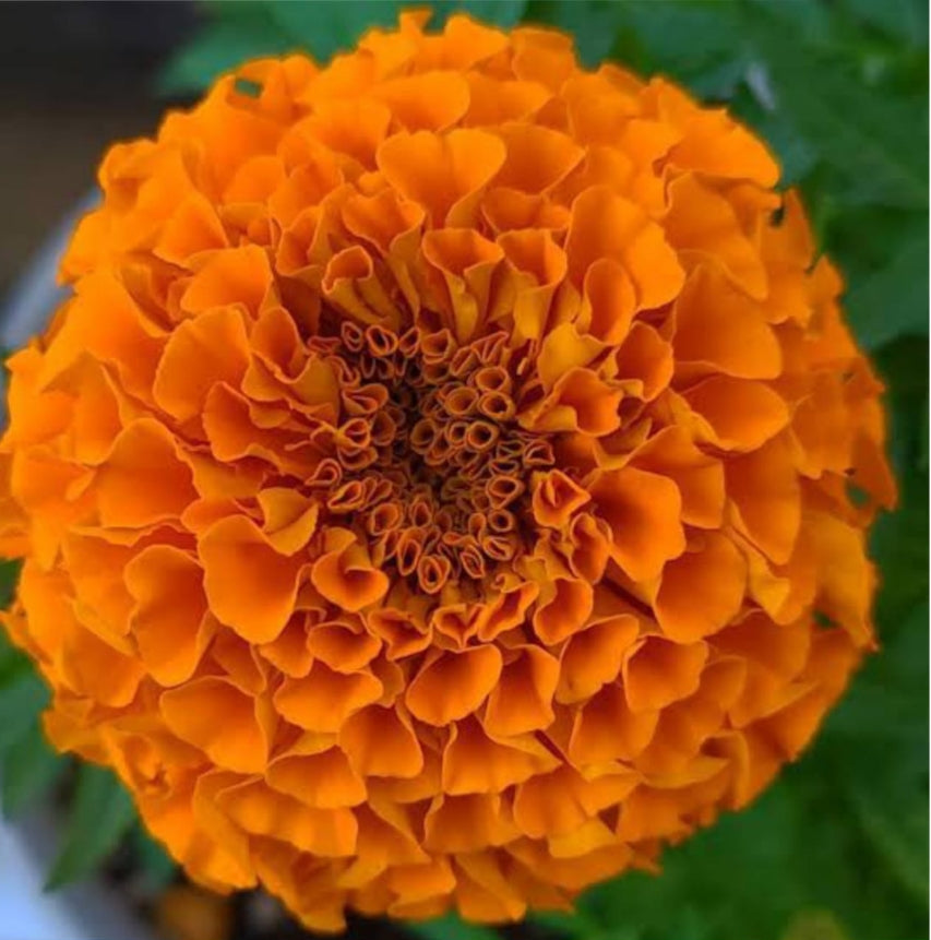 Marigold hybrid orange winter Flower seeds