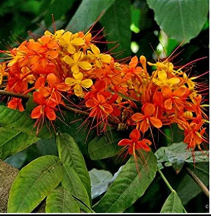 Ashoka thetti plant (shrub plant)