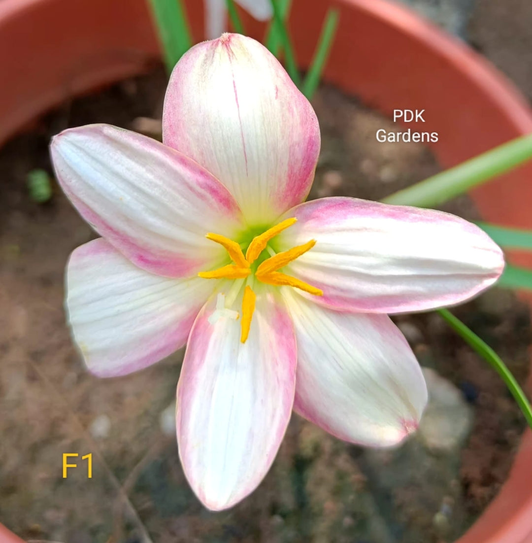 F1 rain Lily bulb