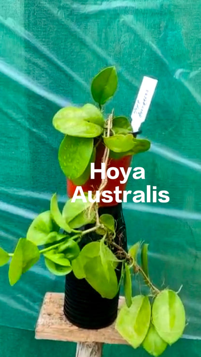 Hoya Australis