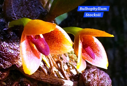 Bulbophyllum Stocksii