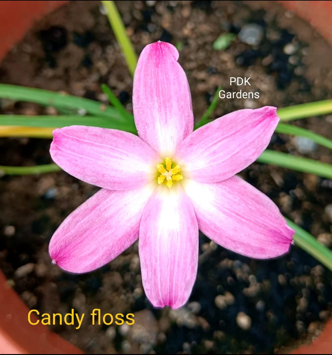 Candy Floss rare Rain Lily bulb