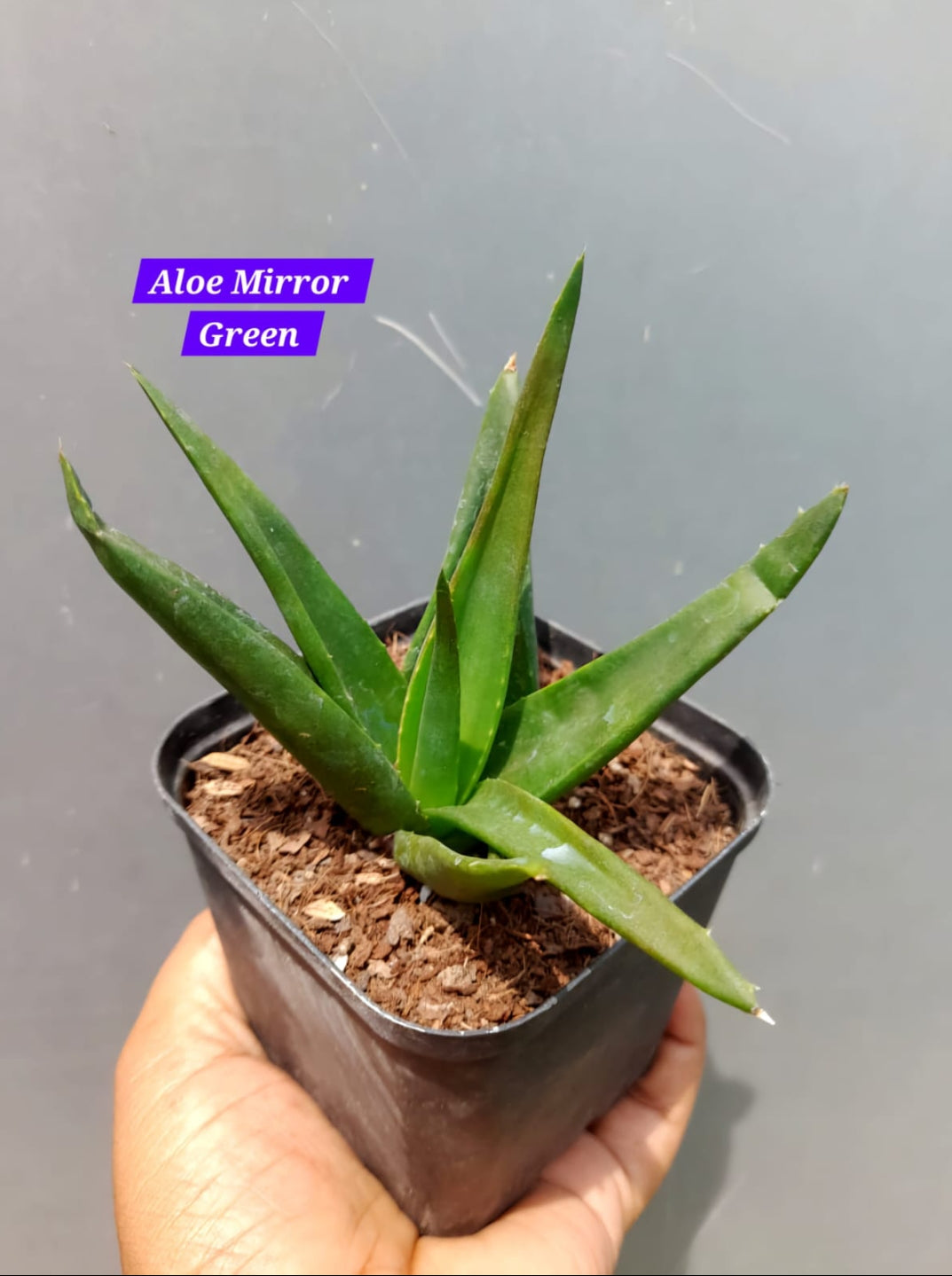 Aloe Mirror green