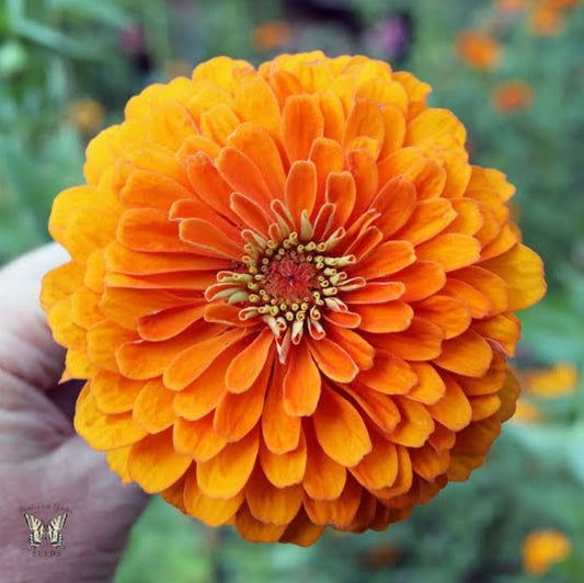 Zinnia orange king Summer Flower seeds