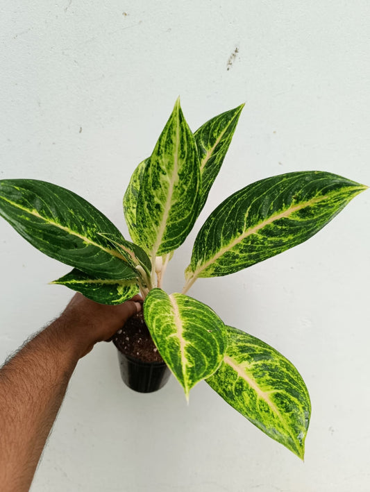 Green papaya Aglonima plant