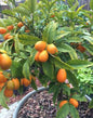 Israel Orange fruit plant