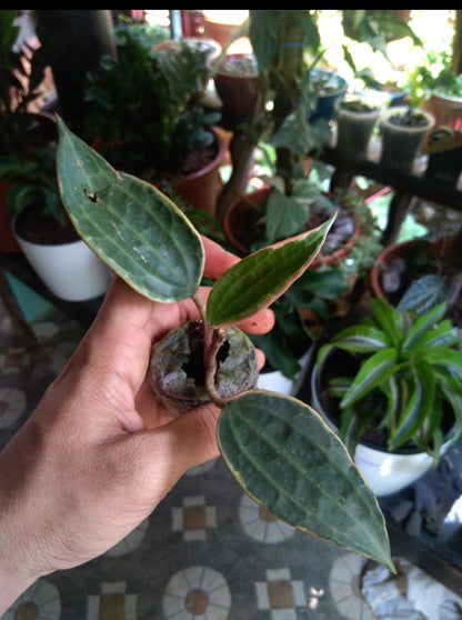 Hoya Macrophylla (Semishade)