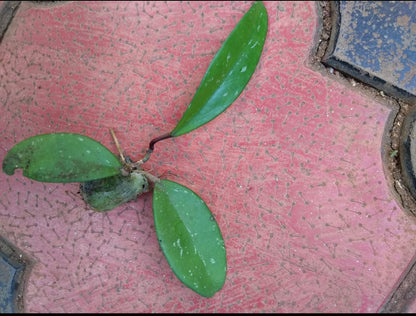 Hoya Red (Creeper Hoya)