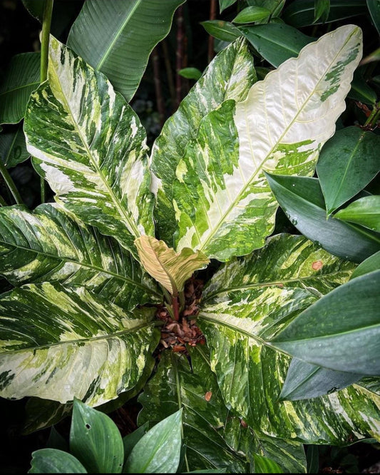 Anthurium Hookeri Veriegated plant (Semishade plant)