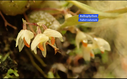 Bulbophyllum Tuberculatum