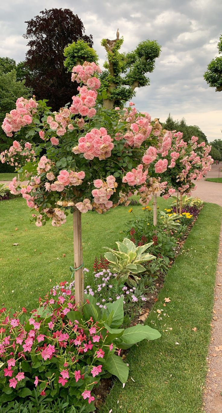 Buy Stand Rose Plant Online in India | Standard Tree Rose | Outdoor Flowering Rose Plant | Ashiyana Store