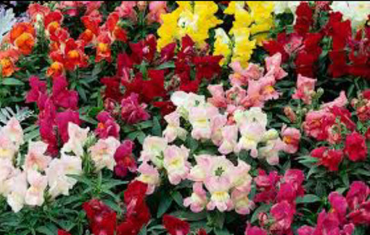 Snapdragon Snapshot series Anthrium winter Flower seeds