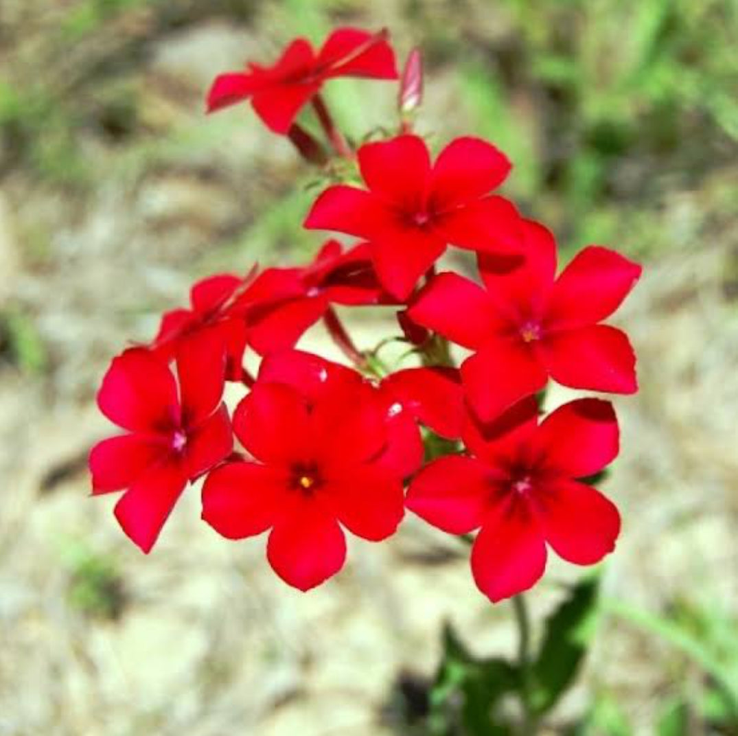 Phlox Beauty red winter Flower seeds