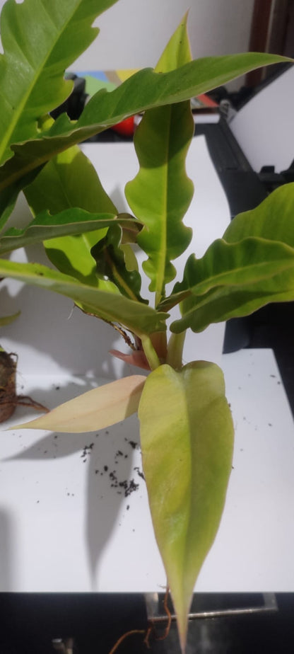 Philodendron -Narrow Escape plant