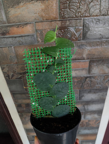 indoor creeper plants in india Rhaphidophora Korthalsii Plant (Indoor Creeping Plant) – ASHIYANA STORE