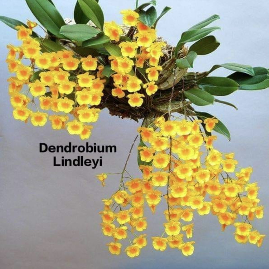 Dendrobium Lindleyi (Species)