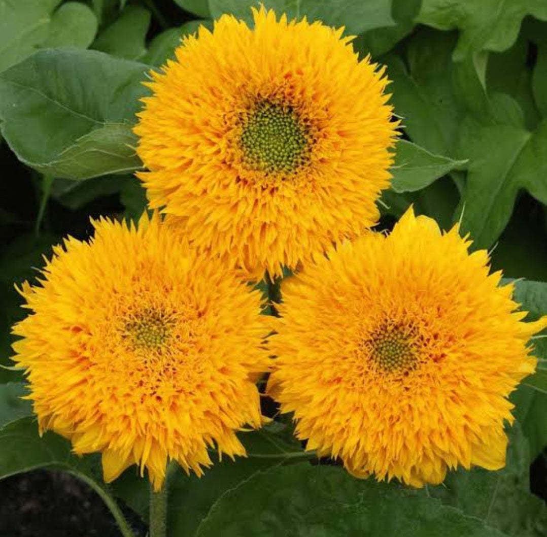 Sunflower Teddy bear summer Flower seeds