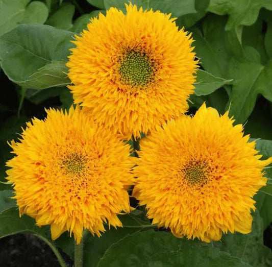 Sunflower Teddy bear summer Flower seeds