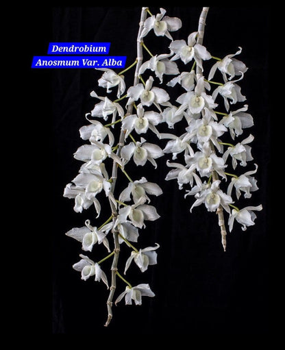 Dendrobium Anosmum Var. alba